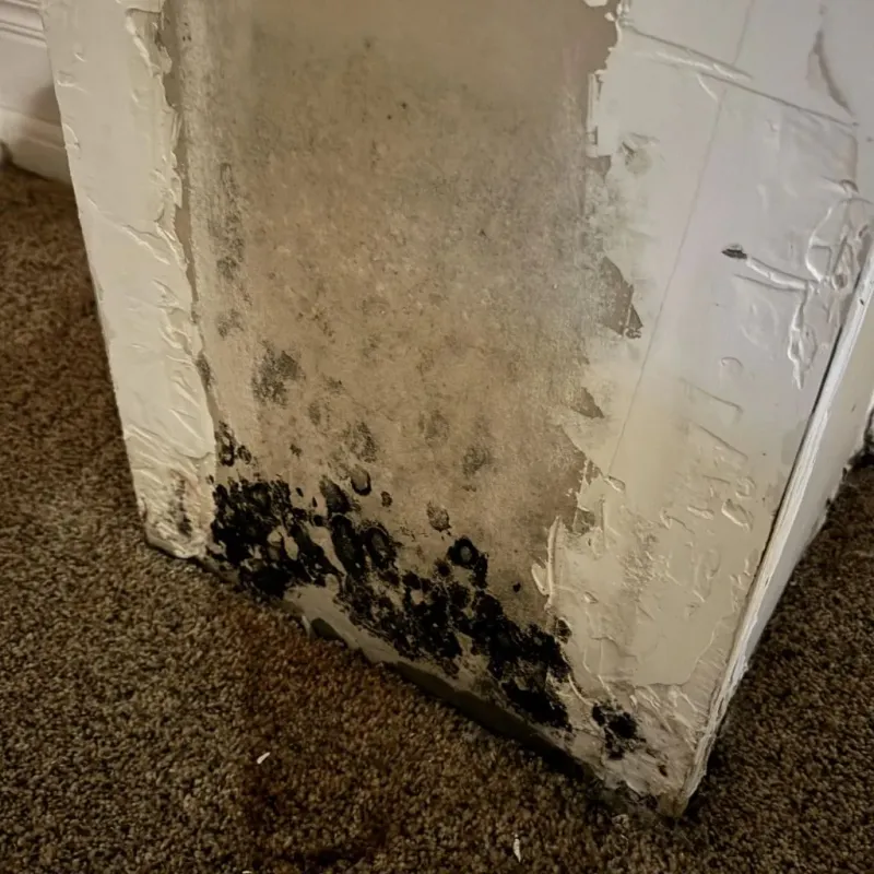 Professional Mold Removal in Greenbriar, VA